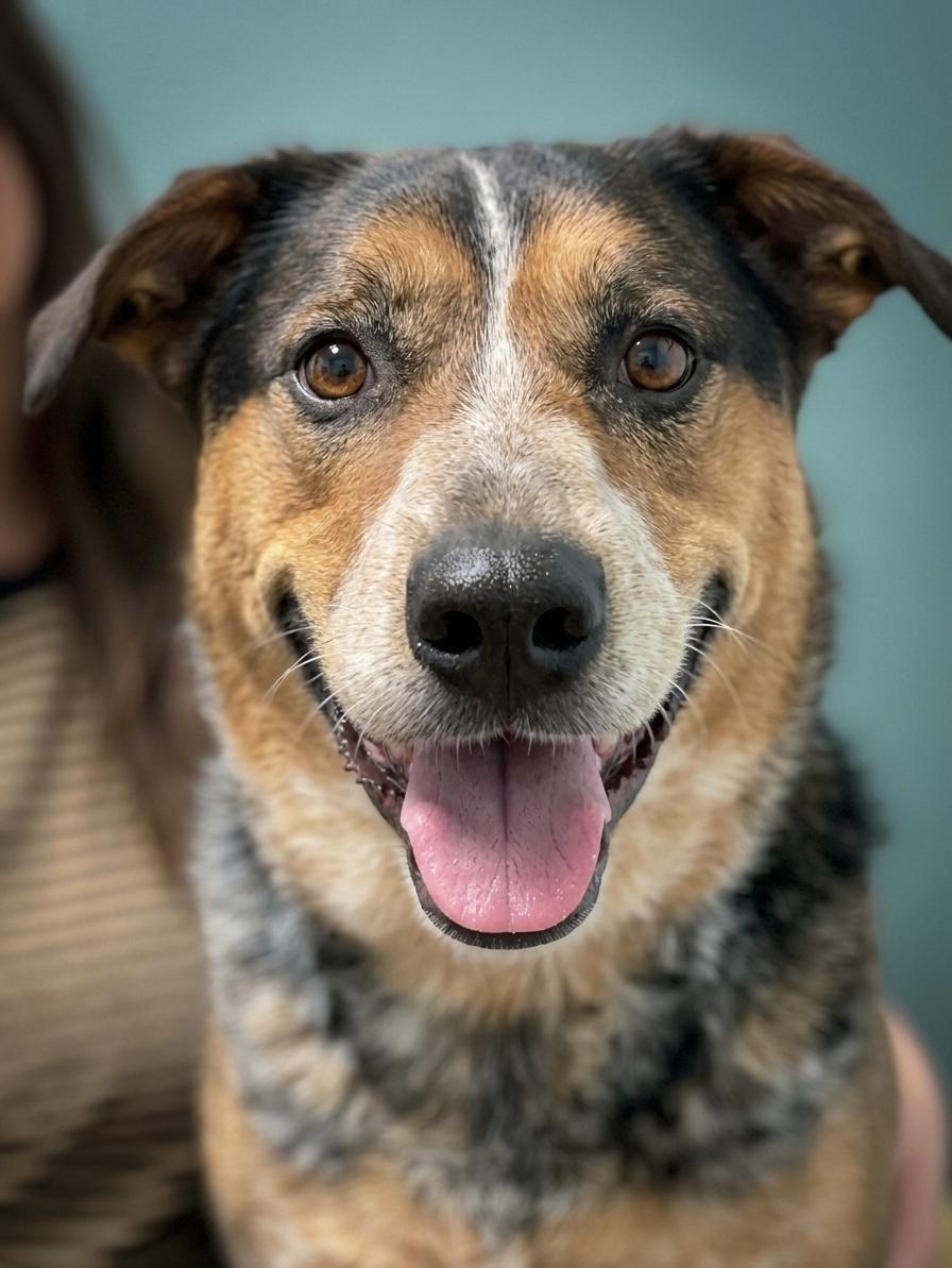 Max, a ADOPTABLE mixed breed in Cedar Rapids, IA image 2/6