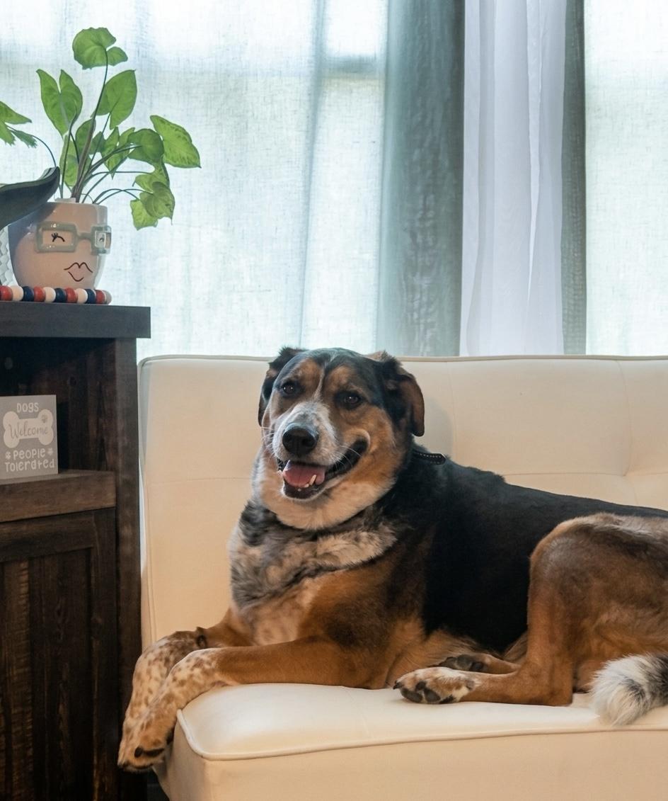 Max, a ADOPTABLE mixed breed in Cedar Rapids, IA image 3/6