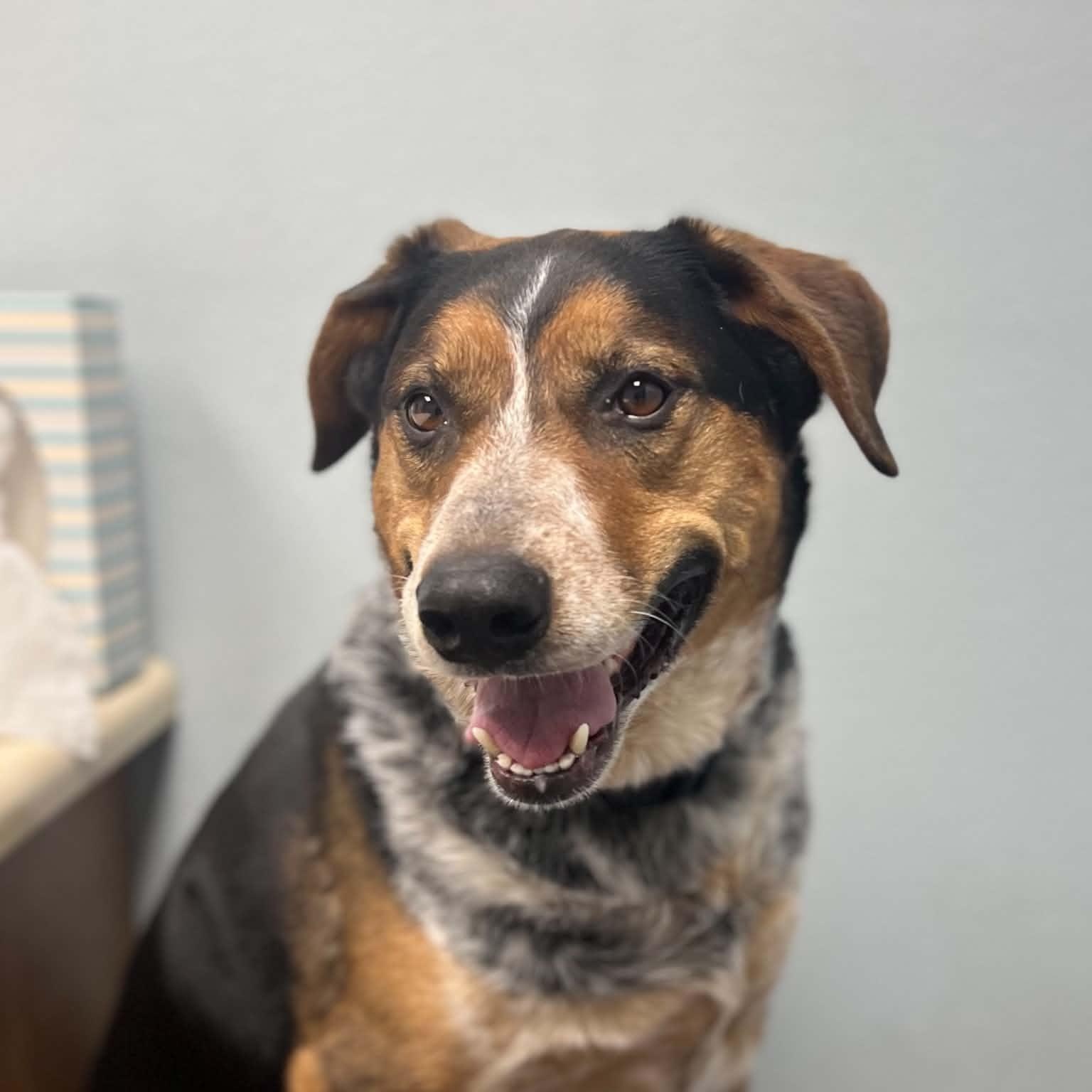 Max, a ADOPTABLE mixed breed in Cedar Rapids, IA image 6/6