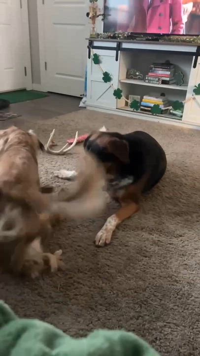 Enlarge Max, a ADOPTABLE mixed breed in Cedar Rapids, IA video 4/6