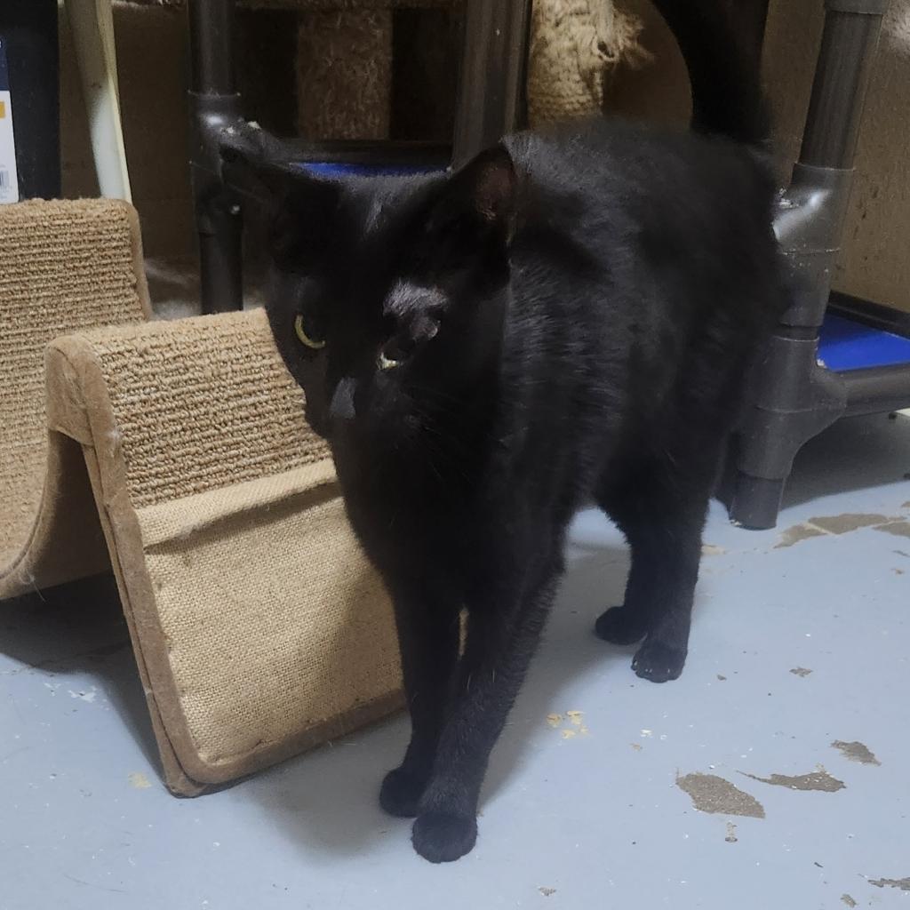 Abitail, Adoptable, Adult Female Domestic Short Hair.