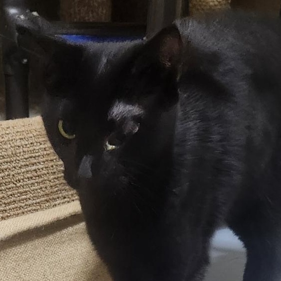 Enlarge Abitail, a Adoptable Domestic Short Hair in Casa Grande, AZ image 1/1