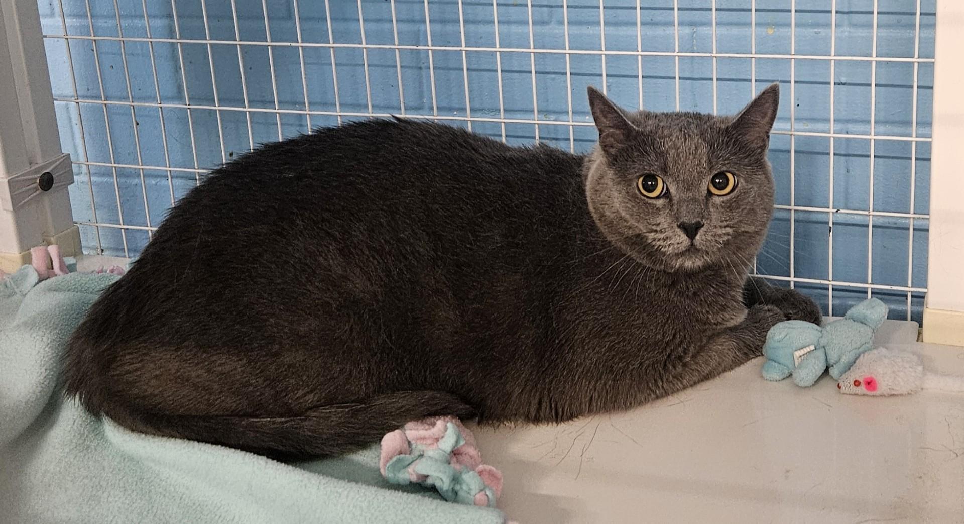 Bosha, ADOPTABLE, Adult Female Domestic Medium Hair.