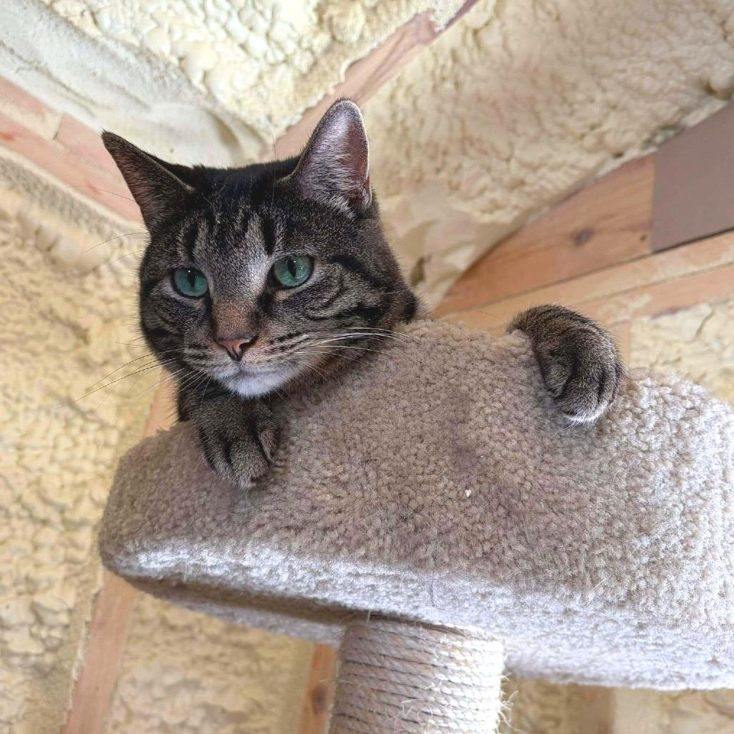 Tom, Adoptable, Adult Male Domestic Short Hair.