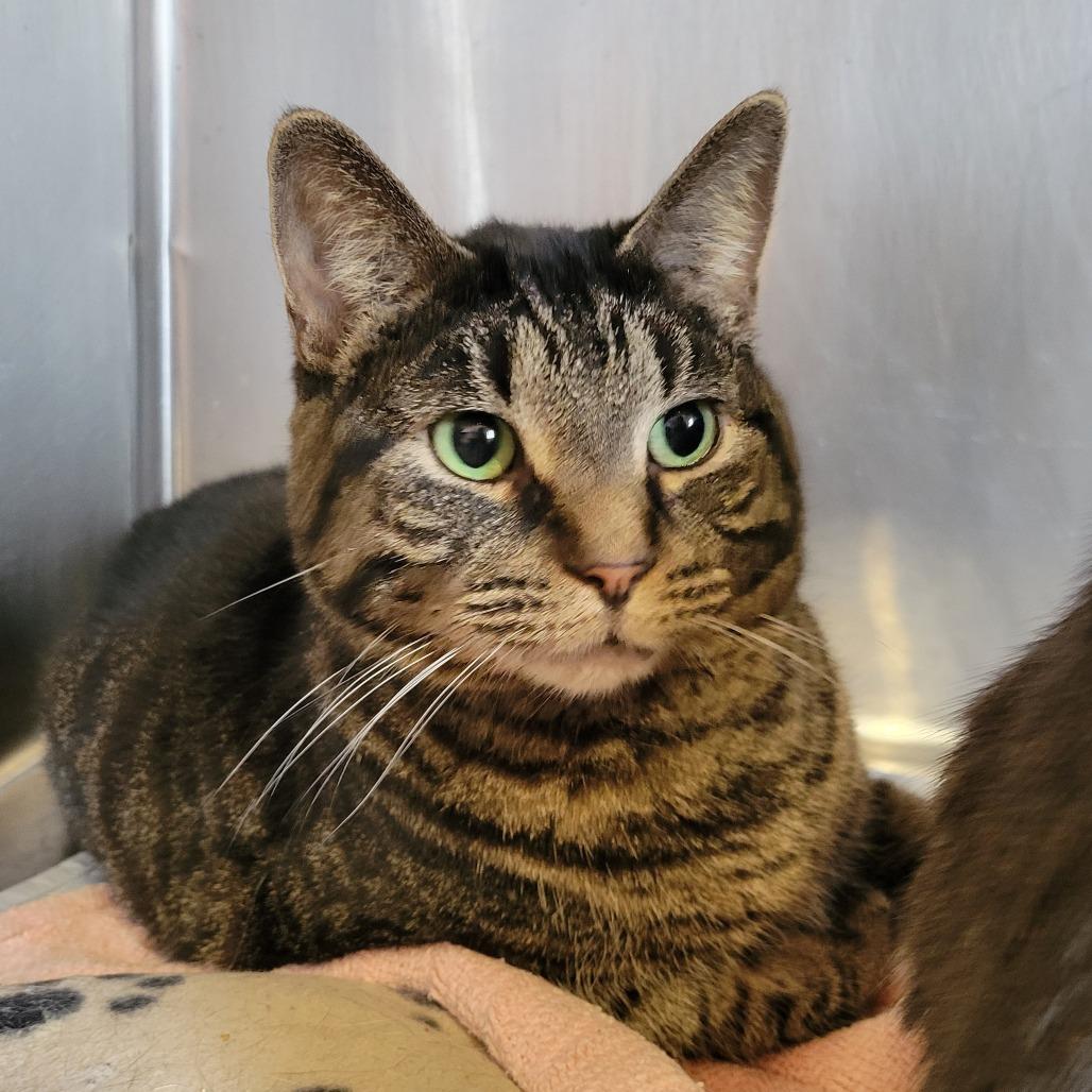 Tom, Adoptable, Adult Male Domestic Short Hair.