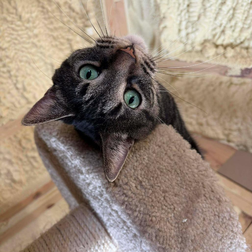 Enlarge Tom, a Adoptable Domestic Short Hair in Park Falls, WI image 2/4