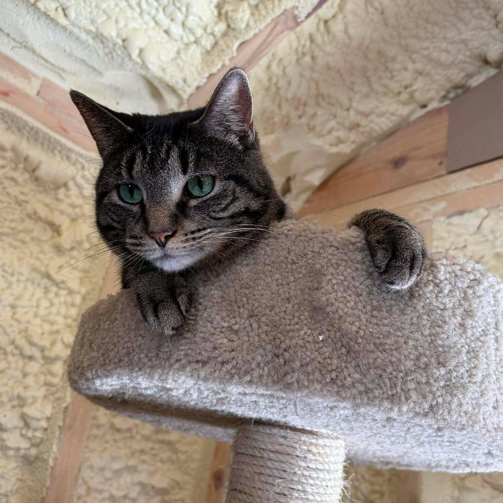 Enlarge Tom, a Adoptable Domestic Short Hair in Park Falls, WI image 3/4