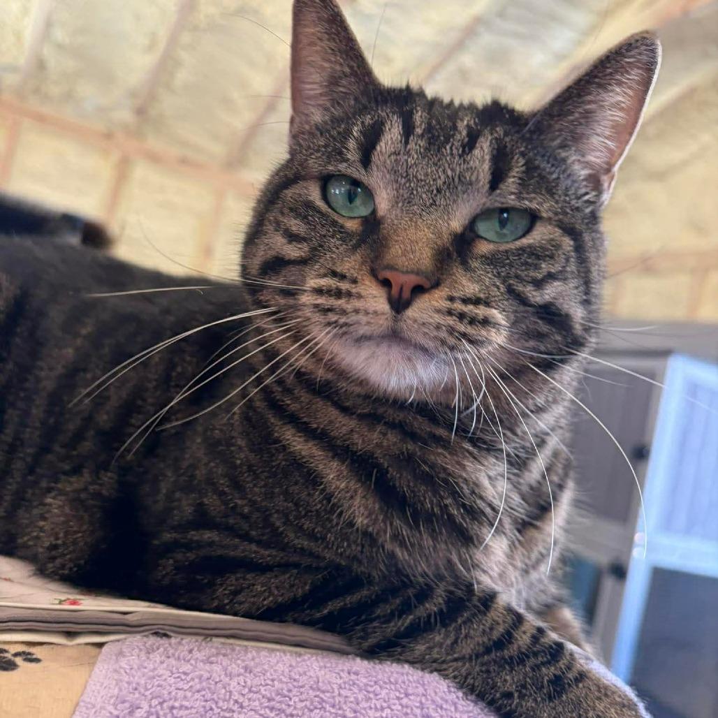 Enlarge Tom, a Adoptable Domestic Short Hair in Park Falls, WI image 4/4