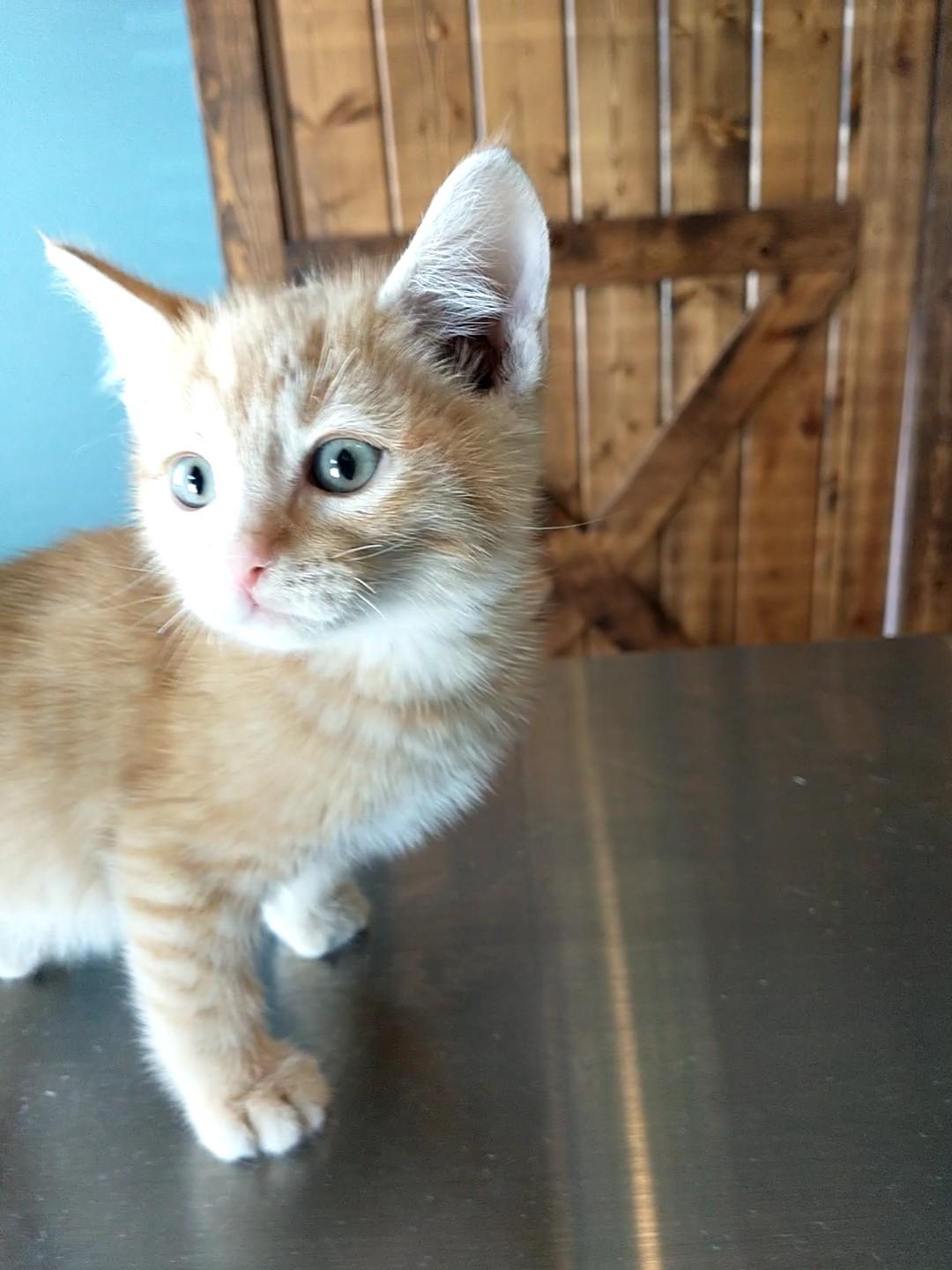 Sebastian, Baby Male Domestic Short Hair