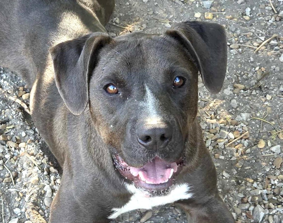 Rigby, adopted, Young Male Weimaraner & Terrier.