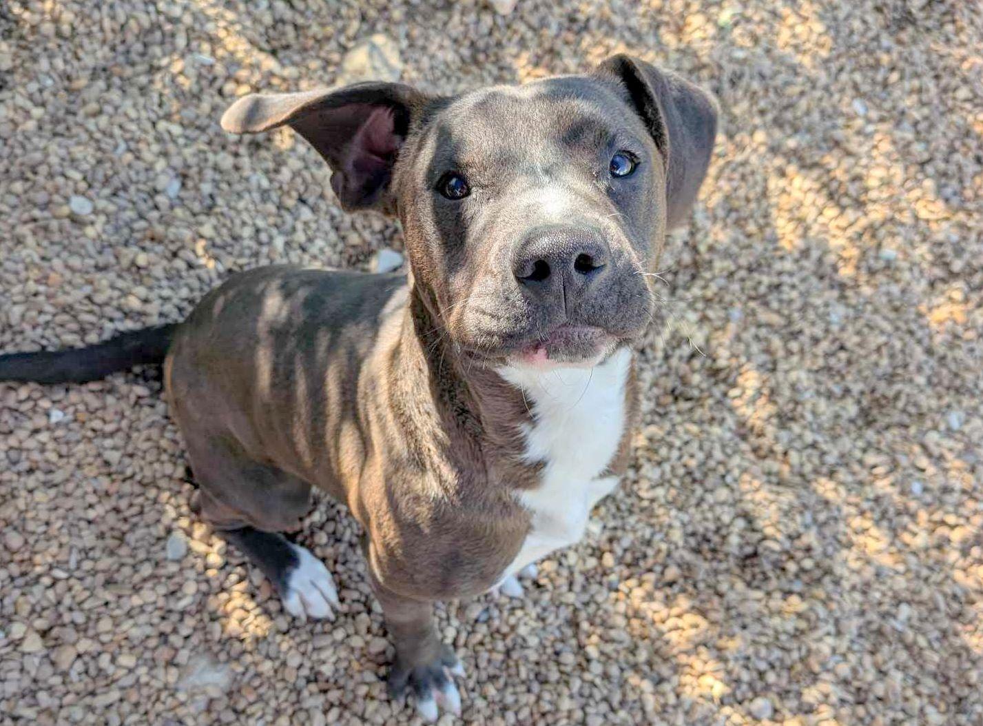 Enlarge Rigby, an adopted mixed breed in Anniston, AL image 2/5