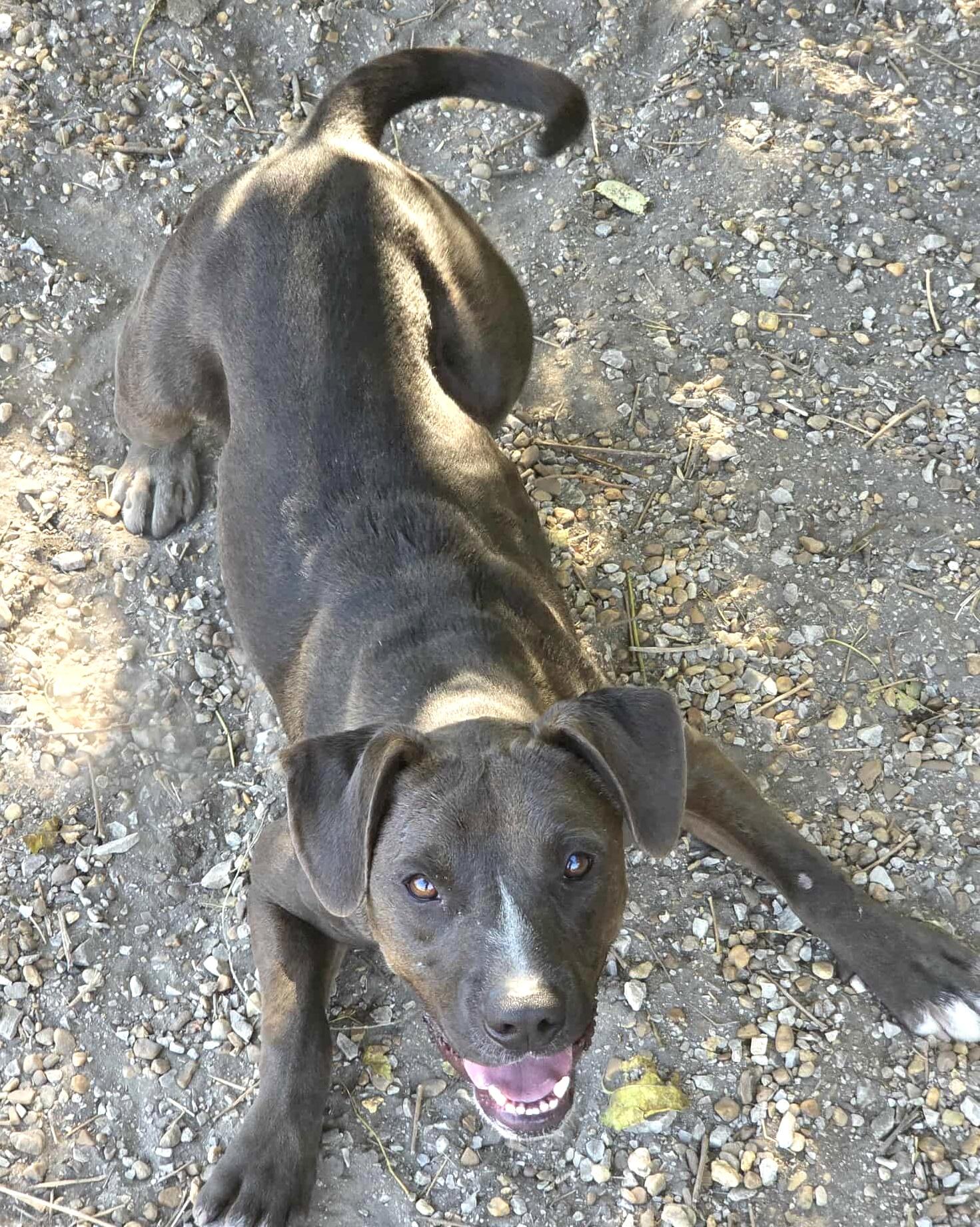 Enlarge Rigby, an adopted mixed breed in Anniston, AL image 4/5