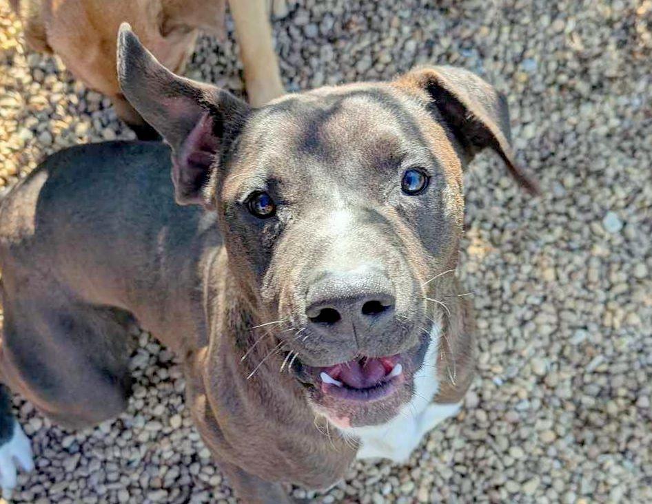 Enlarge Rigby, an adopted mixed breed in Anniston, AL image 5/5