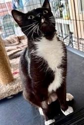 Starling, Adoptable, Adult Female Domestic Short Hair.
