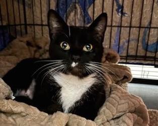 Enlarge Starling, a Adoptable mixed breed in San Diego, CA image 2/2