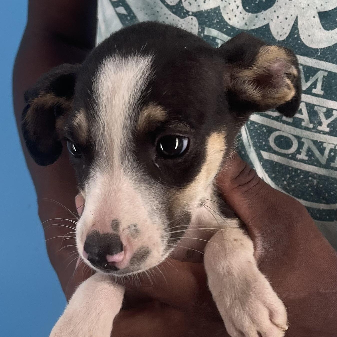 Vinnie - Local Sept 26-28