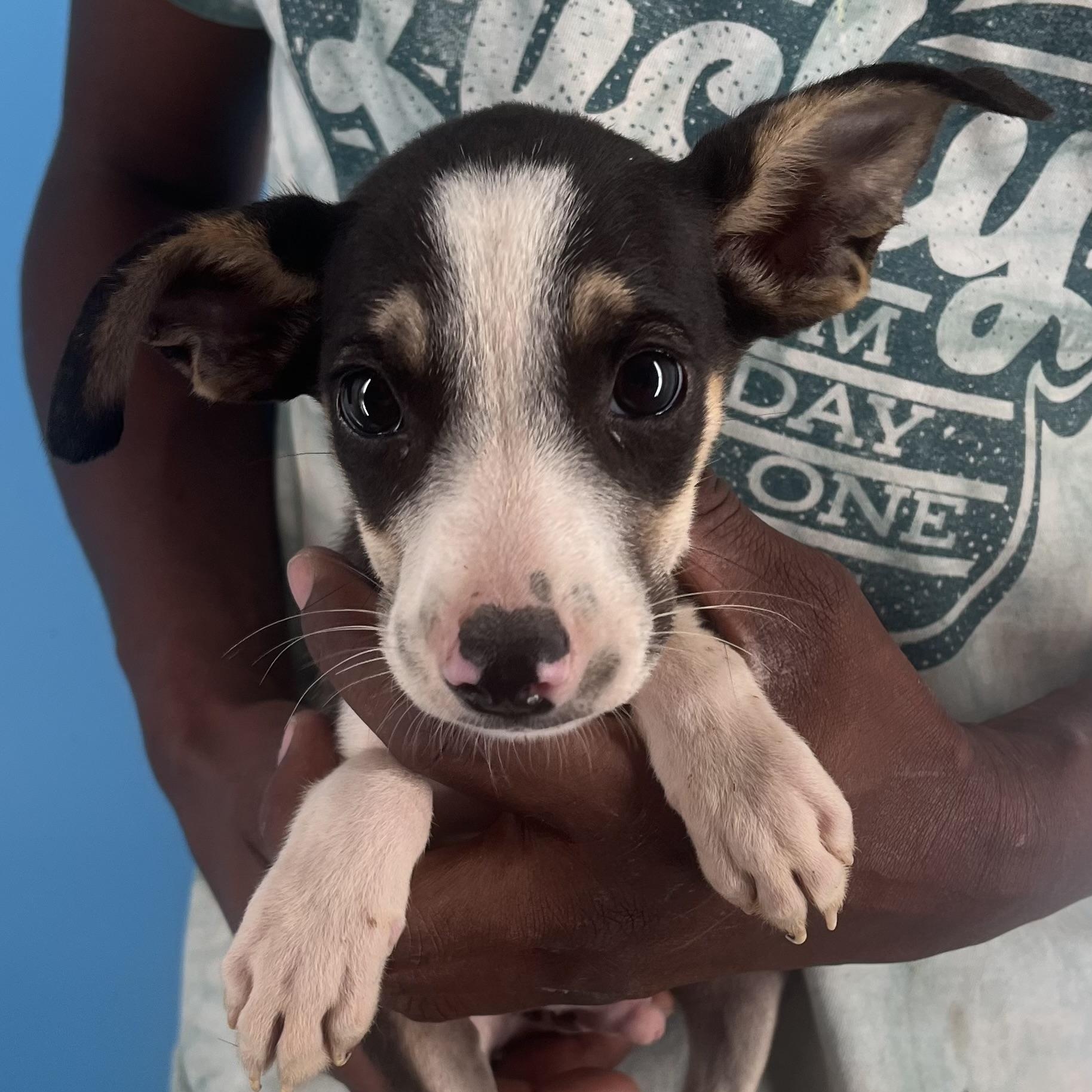 Vinnie - Local Sept 26-28