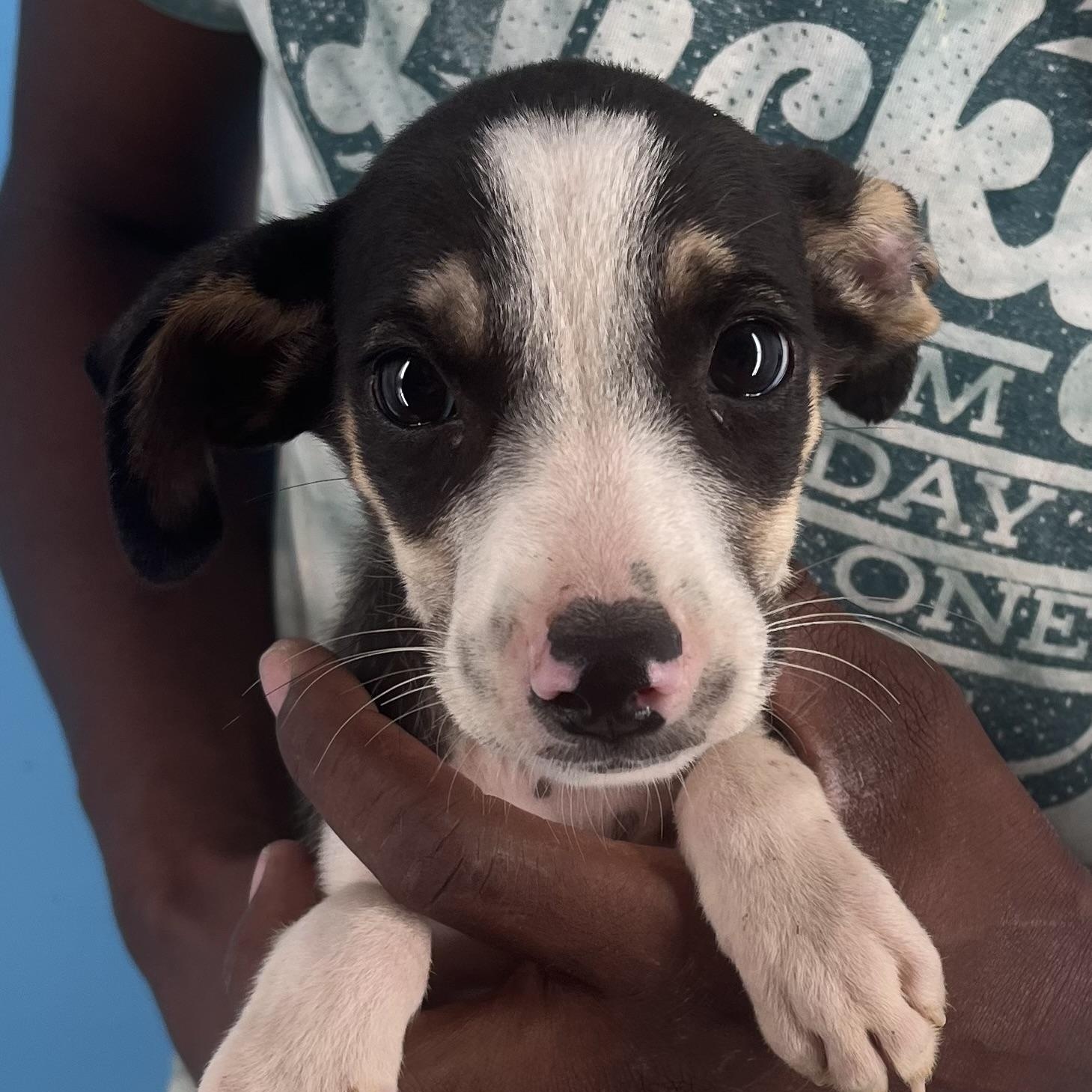 Vinnie - Local Sept 26-28