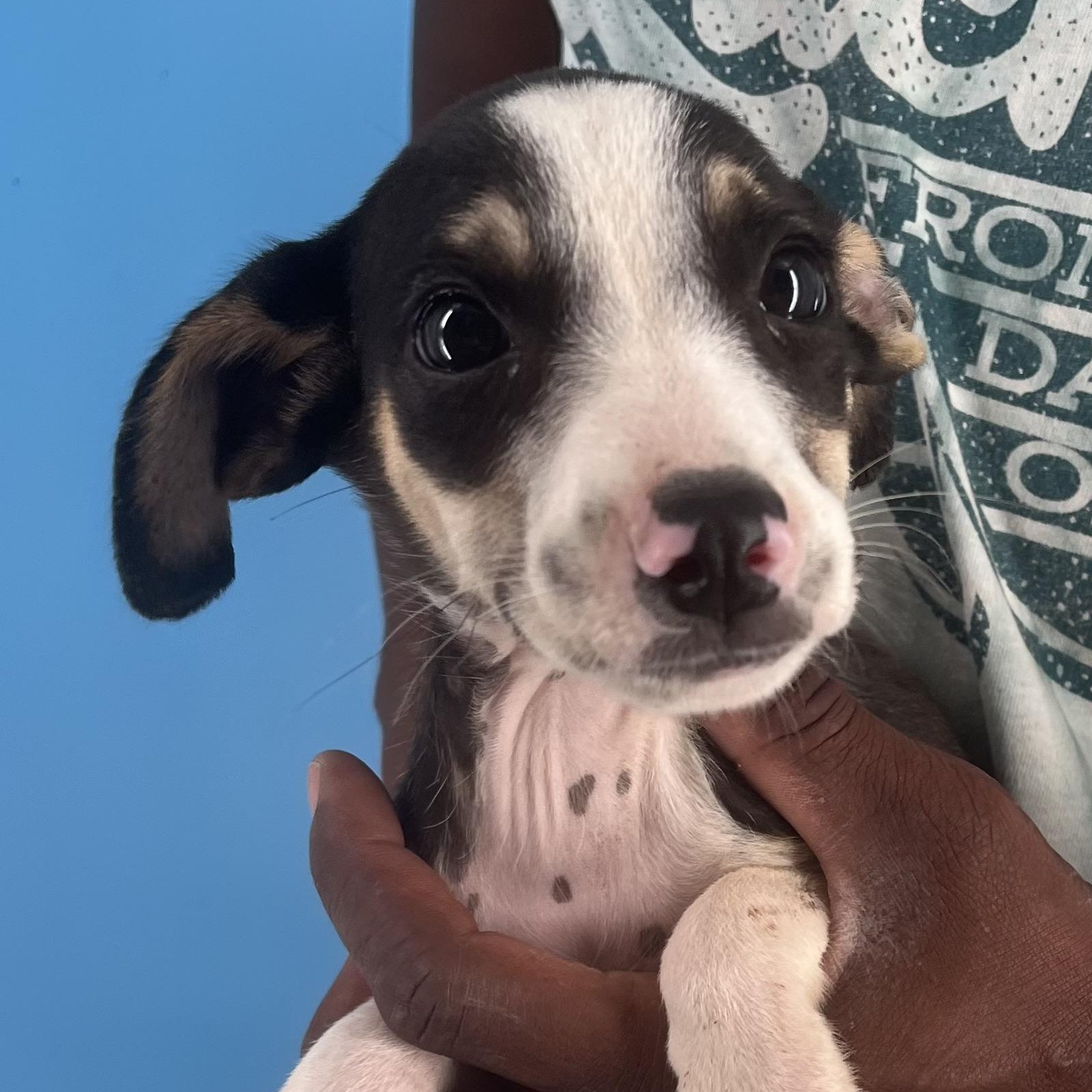 Vinnie - Local Sept 26-28