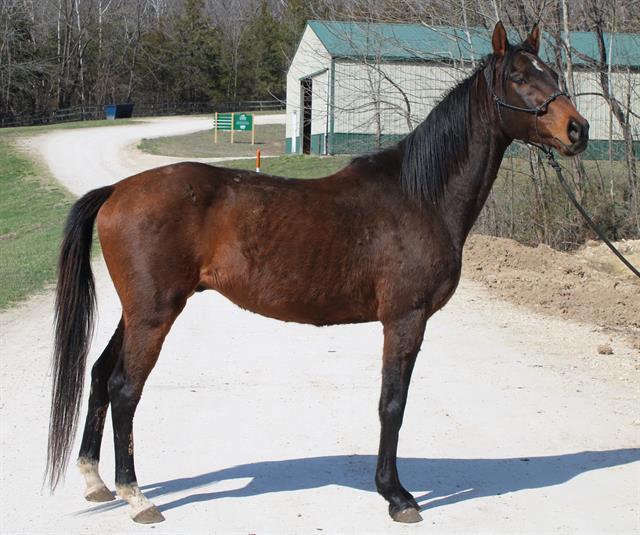 Enlarge STU, a Adoptable Thoroughbred in Union, MO image 1/1