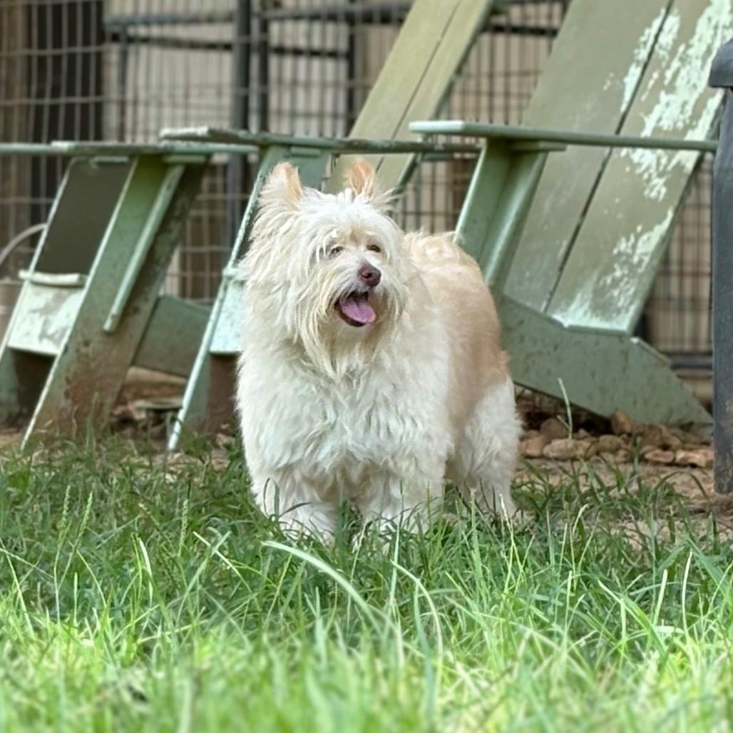 Gandalf, a Adoptable mixed breed in Houston, TX image 1/6