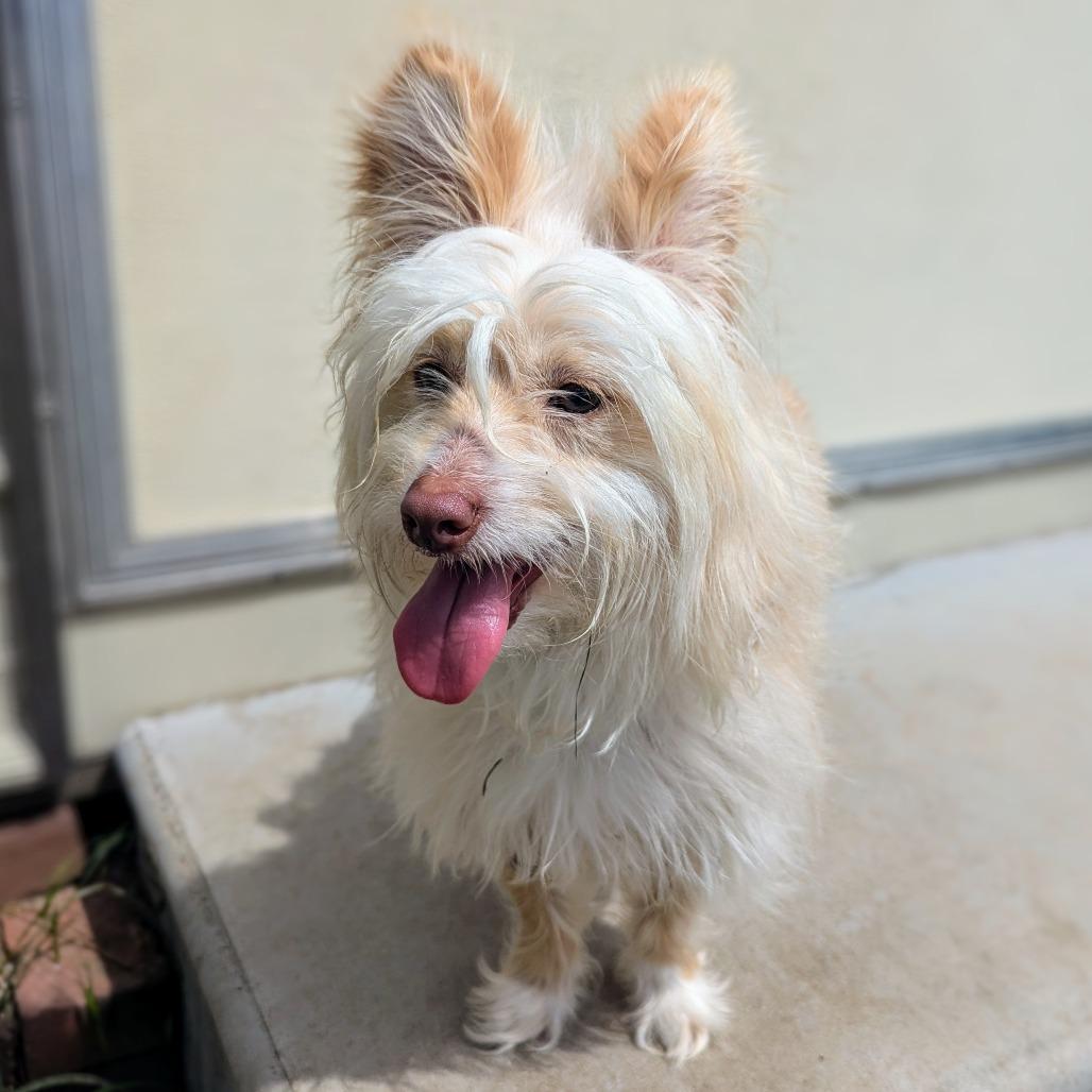 Gandalf, Adoptable, Adult Male Terrier & Mixed Breed.