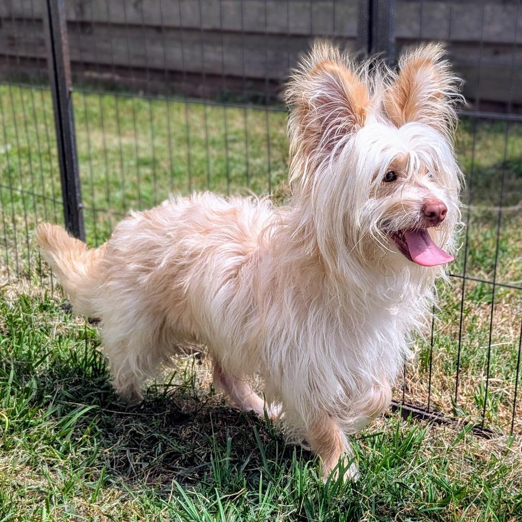 Enlarge Gandalf, a Adoptable mixed breed in Houston, TX image 2/6