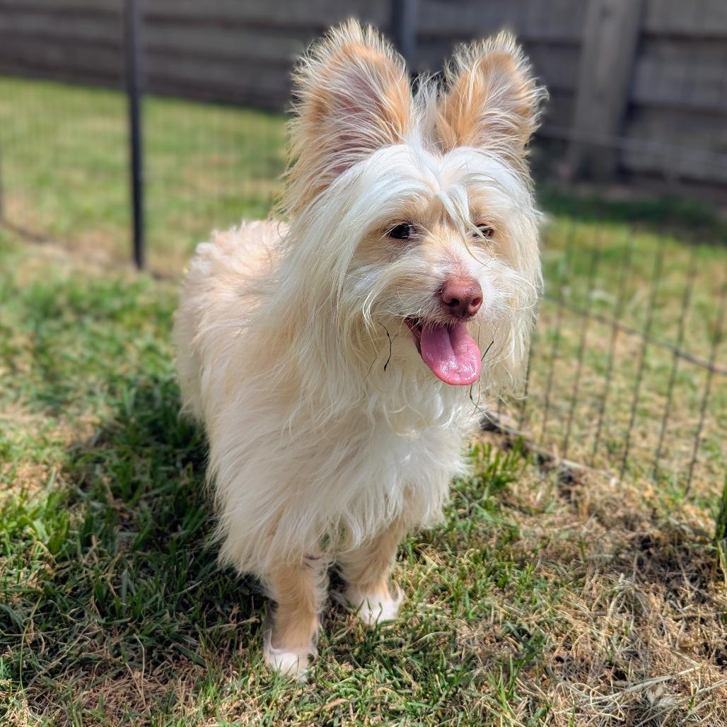 Enlarge Gandalf, a Adoptable mixed breed in Houston, TX image 3/6
