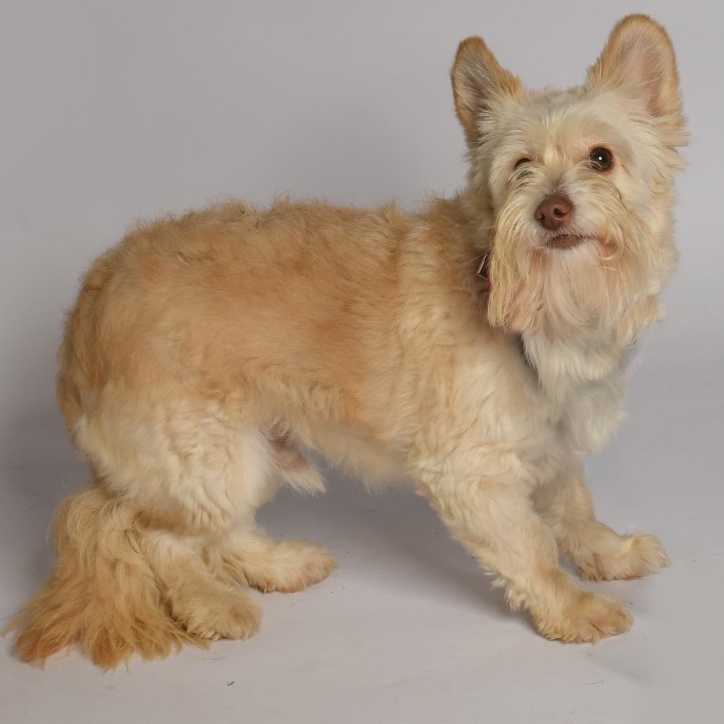 Enlarge Gandalf, a Adoptable mixed breed in Houston, TX image 2/6