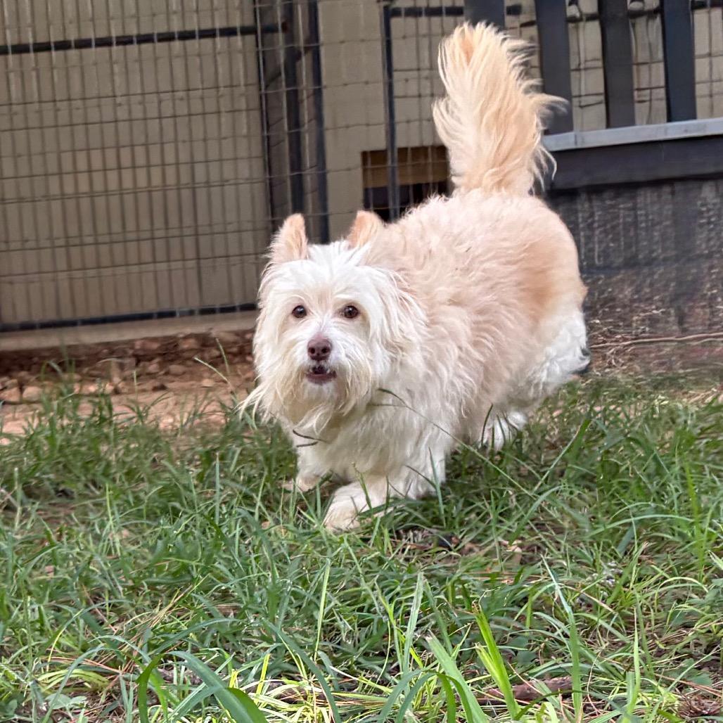 Gandalf, Adoptable, Adult Male Terrier & Mixed Breed.