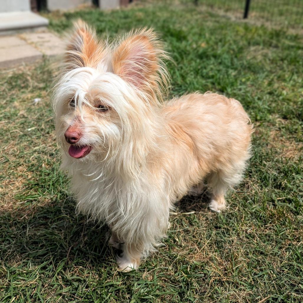 Enlarge Gandalf, a Adoptable mixed breed in Houston, TX image 3/6