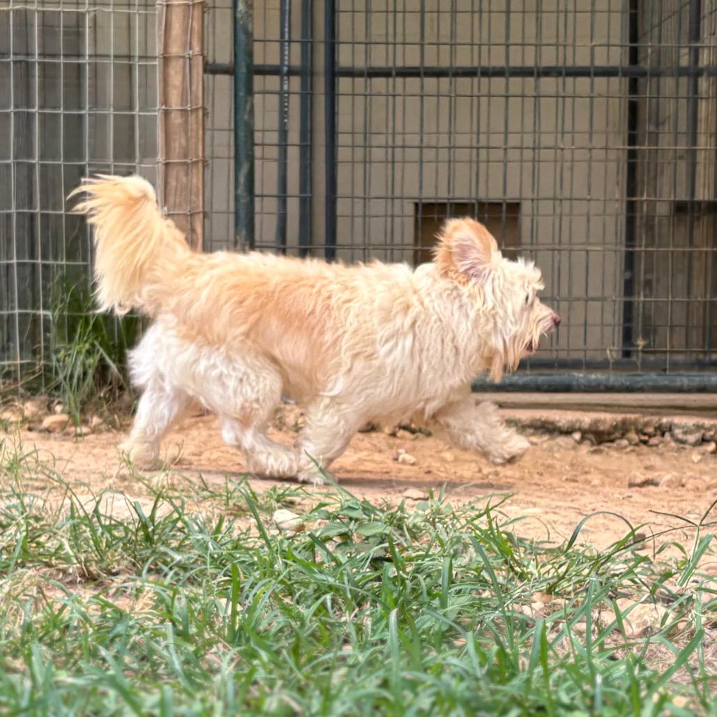 Gandalf, a Adoptable mixed breed in Houston, TX image 2/6