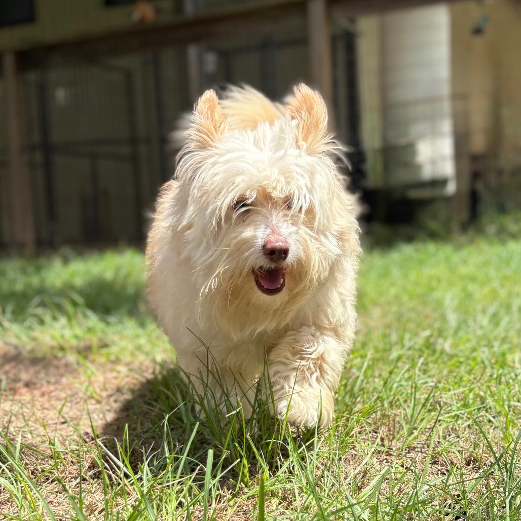 Gandalf, a Adoptable mixed breed in Houston, TX image 3/6
