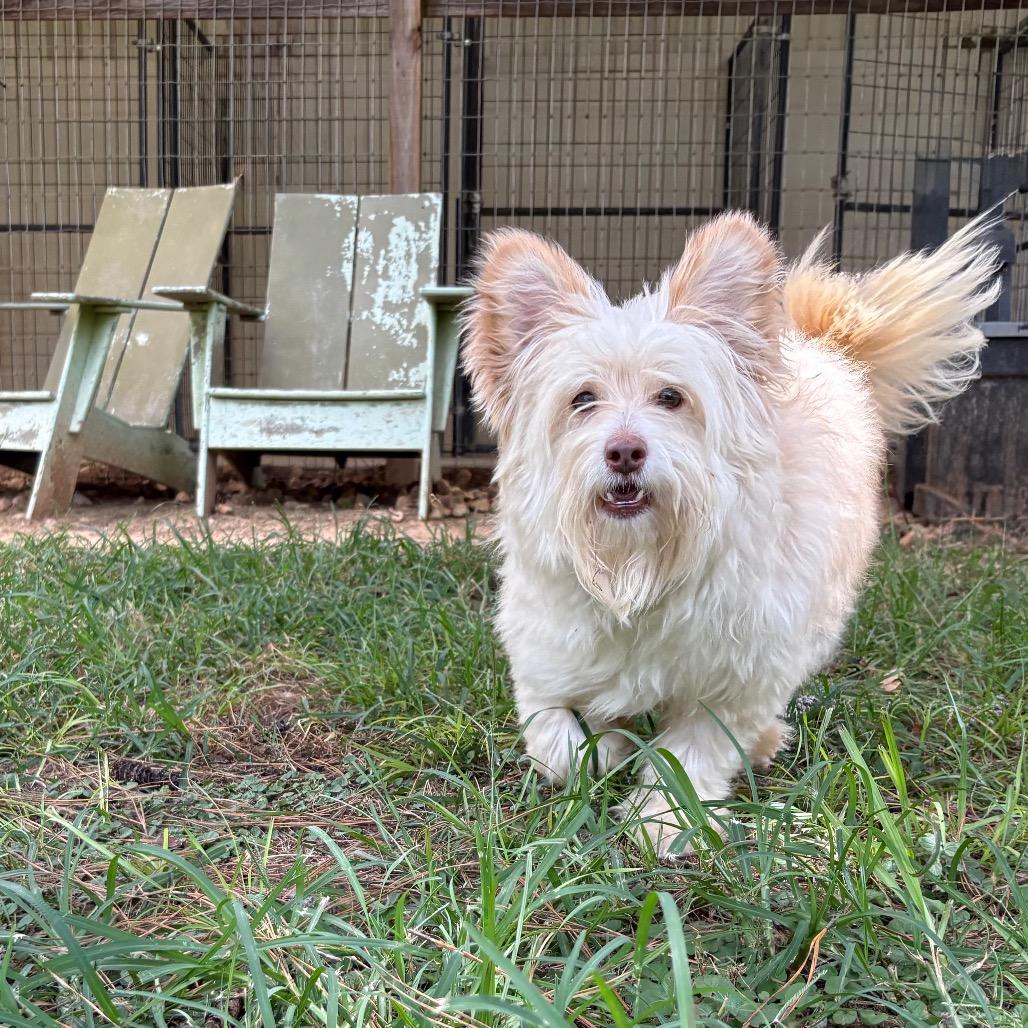 Gandalf, a Adoptable mixed breed in Houston, TX image 4/6