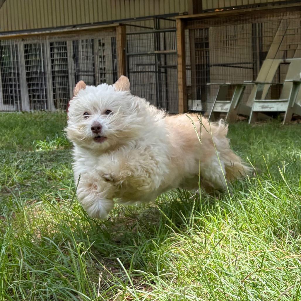 Gandalf, a Adoptable mixed breed in Houston, TX image 5/6