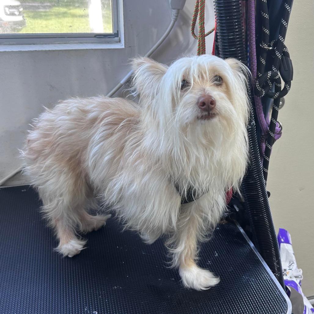 Enlarge Gandalf, a Adoptable mixed breed in Houston, TX image 6/6