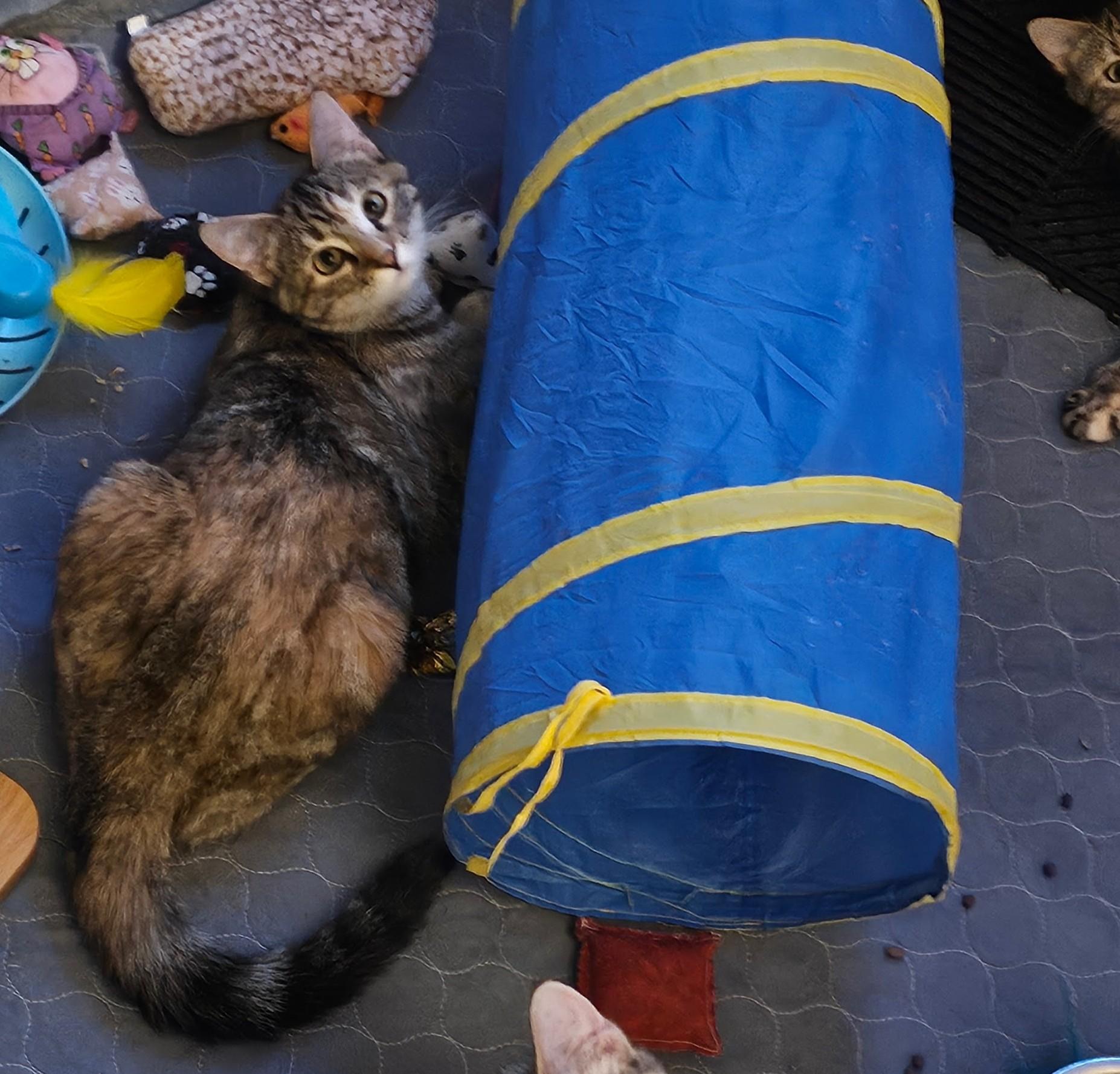 Enlarge Kendra26, an adopted Domestic Short Hair in Milwaukee, WI image 5/6