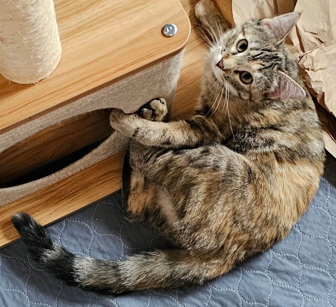 Enlarge Kendra26, an adopted Domestic Short Hair in Milwaukee, WI image 6/6