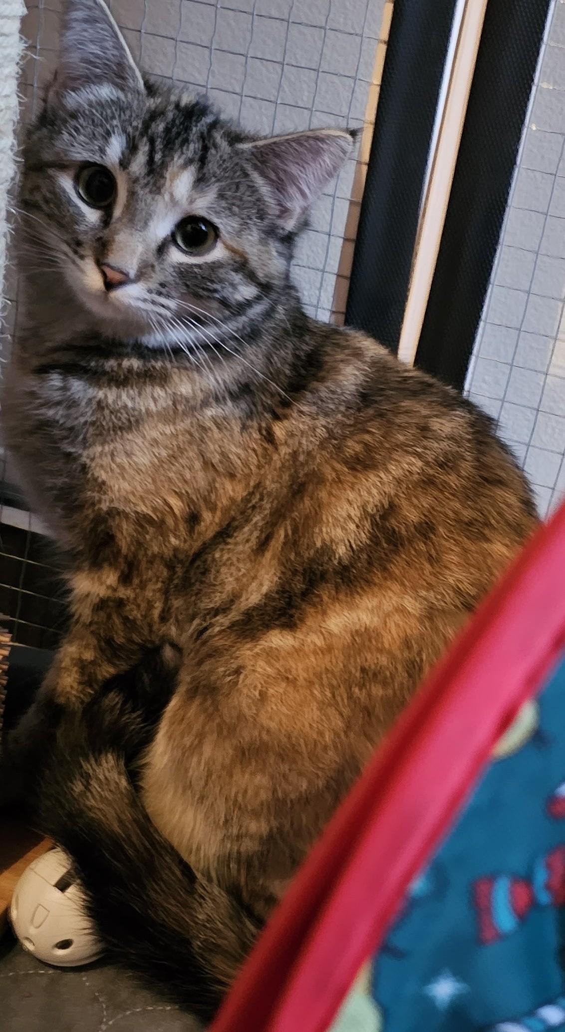 Enlarge Kendra26, an adopted Domestic Short Hair in Milwaukee, WI image 2/6