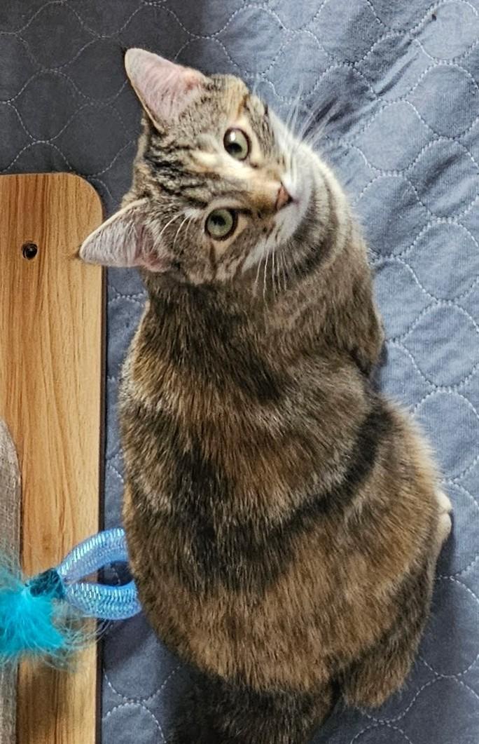 Enlarge Kendra26, an adopted Domestic Short Hair in Milwaukee, WI image 3/6