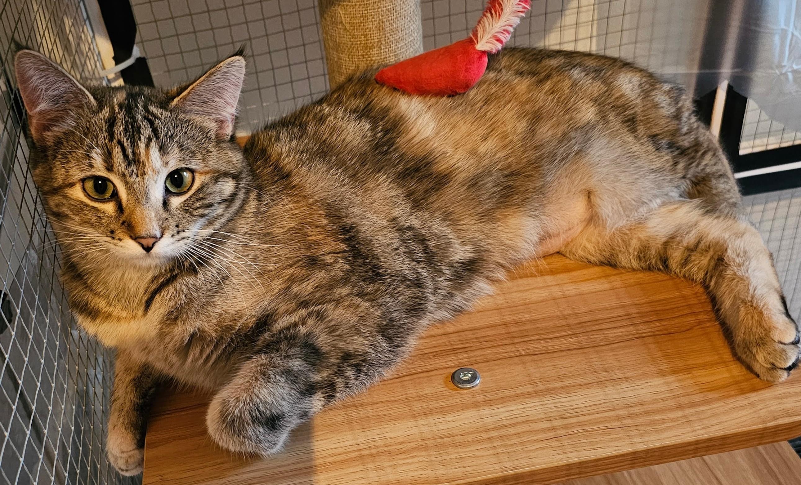 Enlarge Kendra26, an adopted Domestic Short Hair in Milwaukee, WI image 4/6