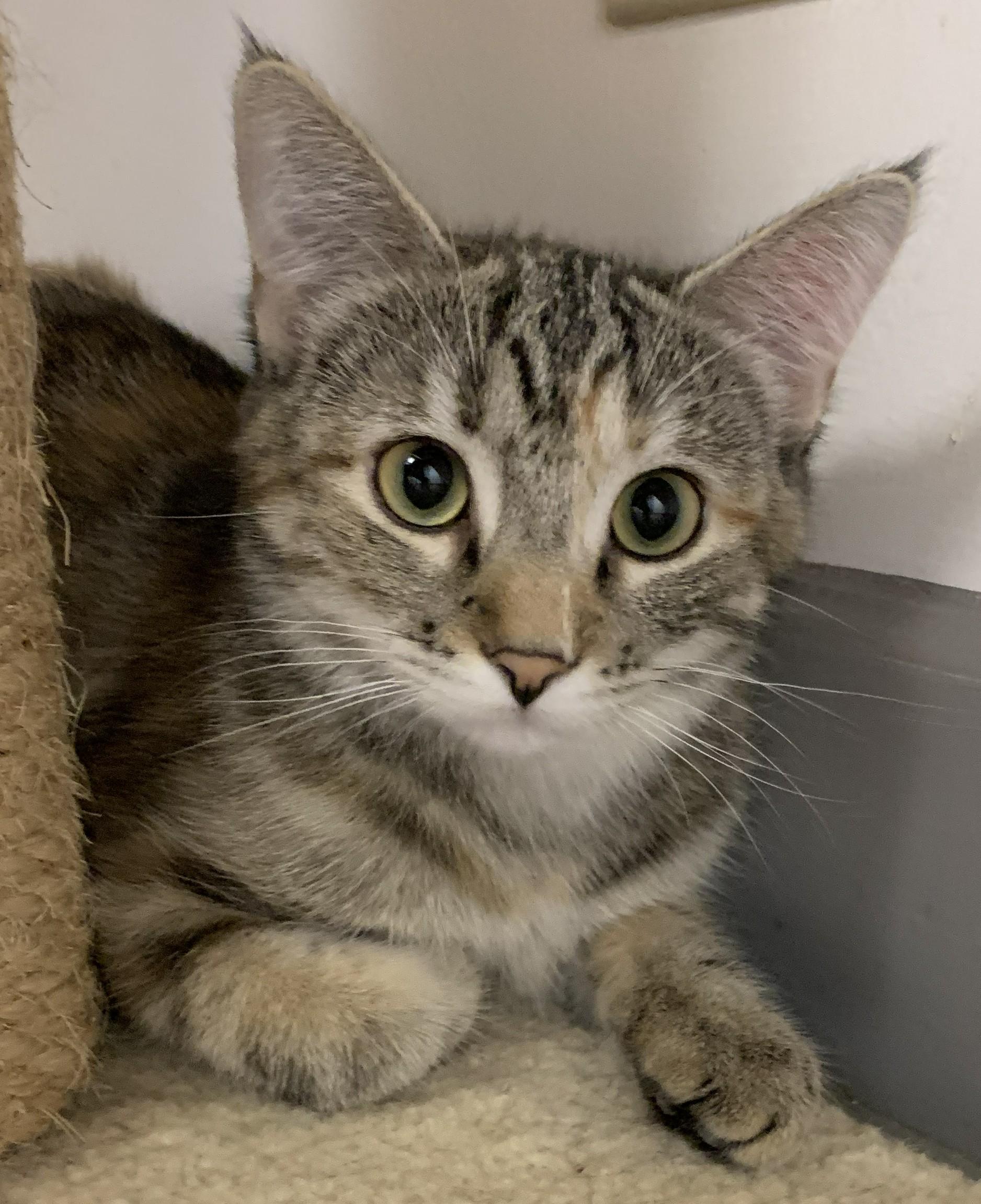 Kendra26, adopted, Young Female Domestic Short Hair.