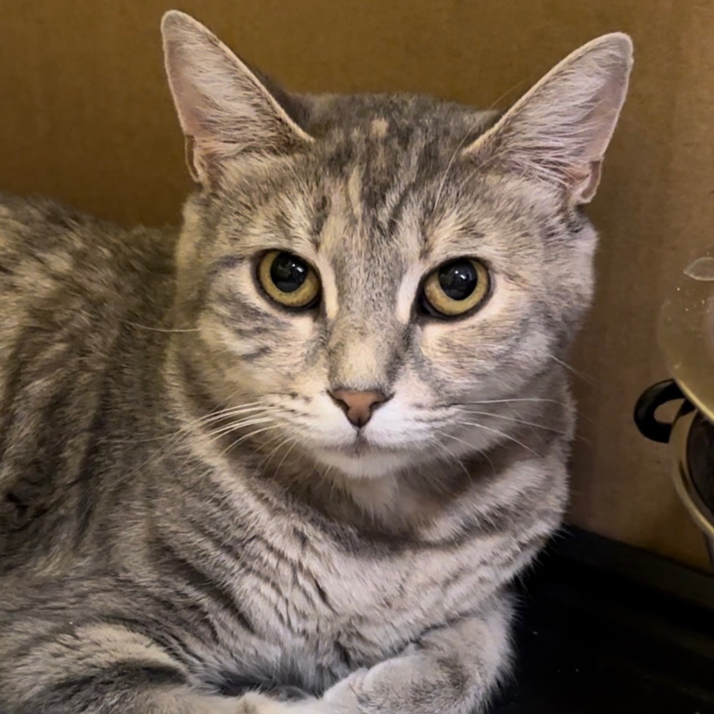 Trinity, Adoptable, Young Female Domestic Short Hair.