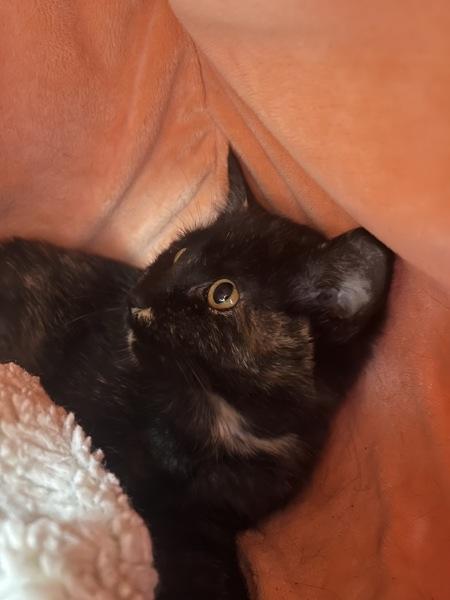 Enlarge McMuffin, a Adoptable mixed breed in Skillman, NJ image 1/6