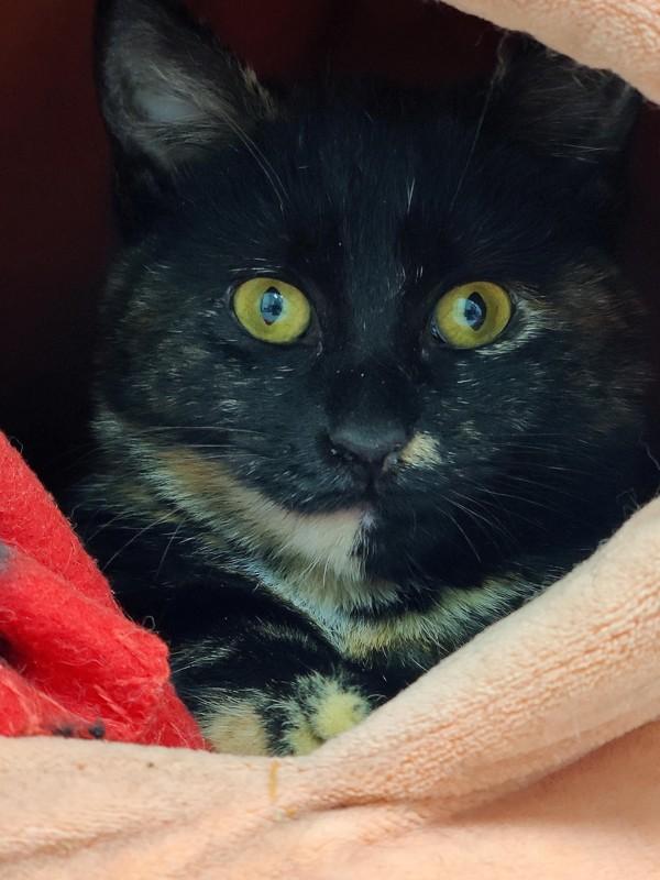 Enlarge McMuffin, a Adoptable mixed breed in Skillman, NJ image 2/6