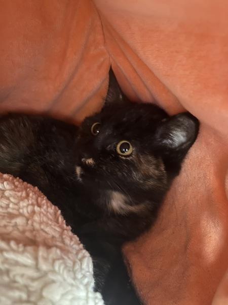 Enlarge McMuffin, a Adoptable mixed breed in Skillman, NJ image 3/6