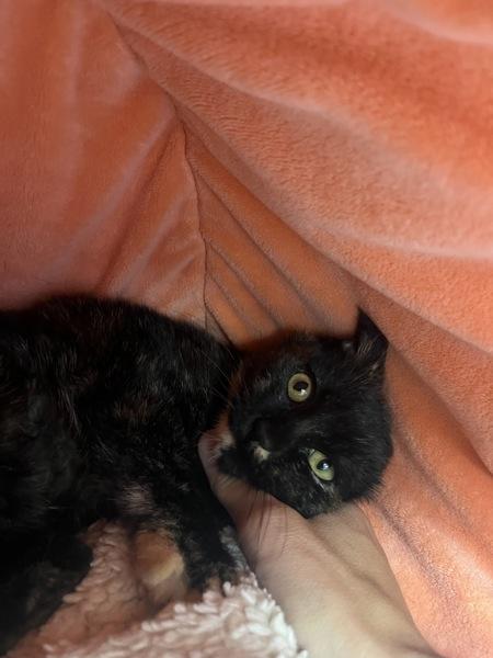 Enlarge McMuffin, a Adoptable mixed breed in Skillman, NJ image 4/6