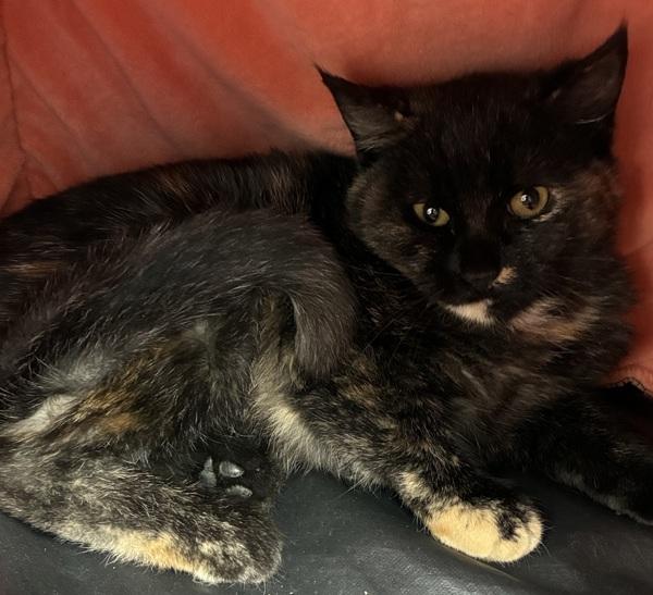 Enlarge McMuffin, a Adoptable mixed breed in Skillman, NJ image 5/6