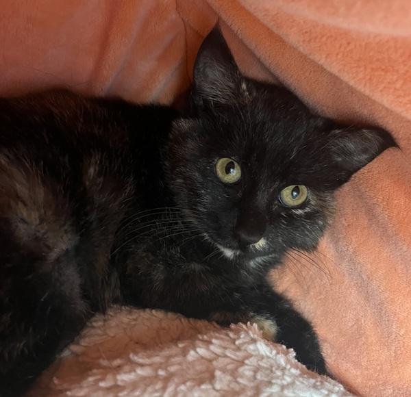 Enlarge McMuffin, a Adoptable mixed breed in Skillman, NJ image 6/6