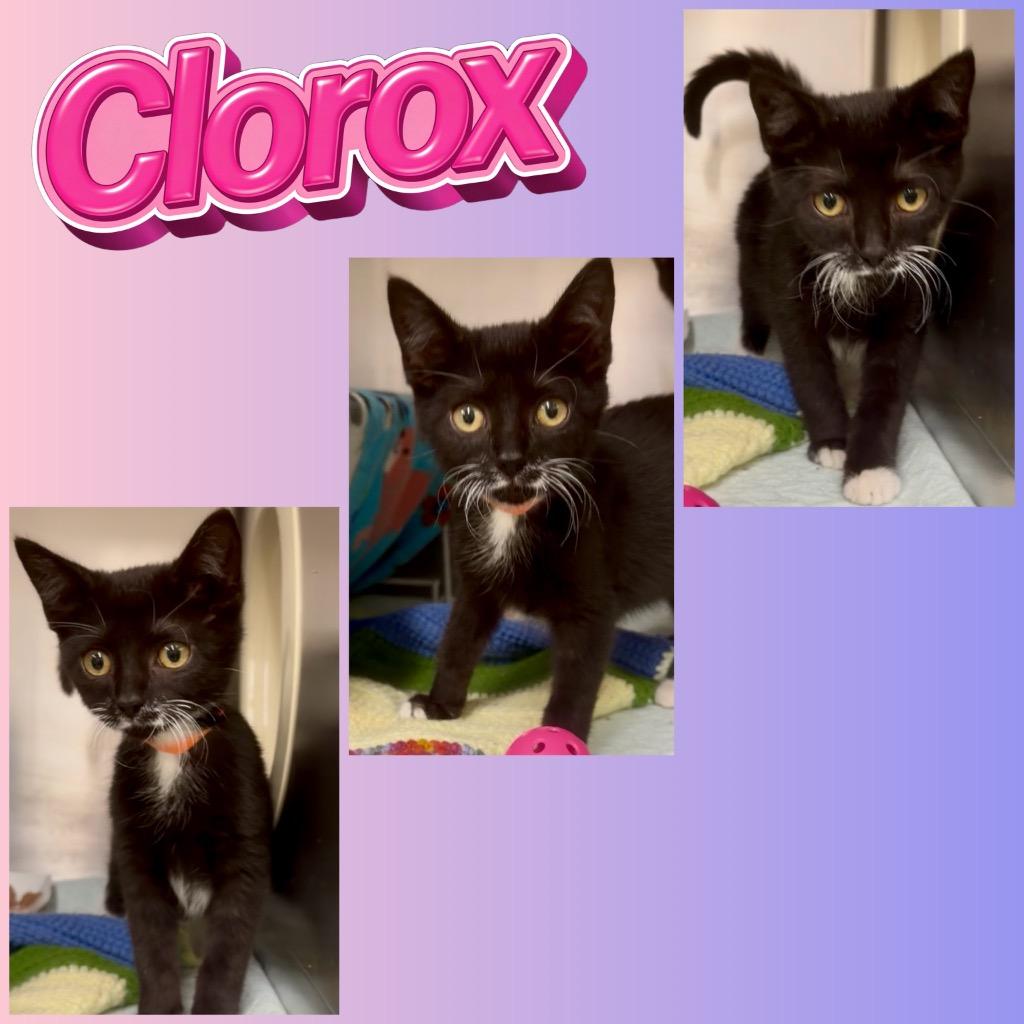 Clorox, Adoptable, Kitten Female Domestic Short Hair.